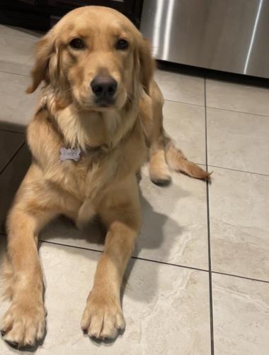 Lost Female Dog last seen Indian/gentian, Moreno Valley, CA 92551