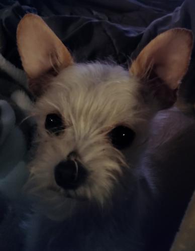 Lost Female Dog last seen Hope St /mountainview o hope St /Seville, Walnut Park, CA 90255