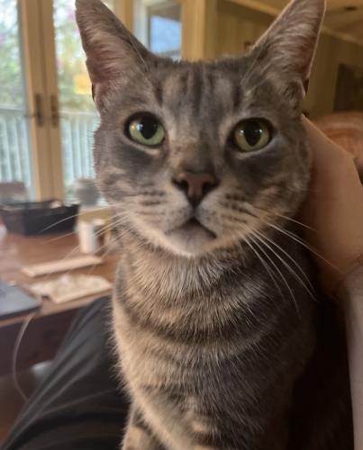 Lost Male Cat last seen Kelton ave and rose ave , Los Angeles, CA 90025