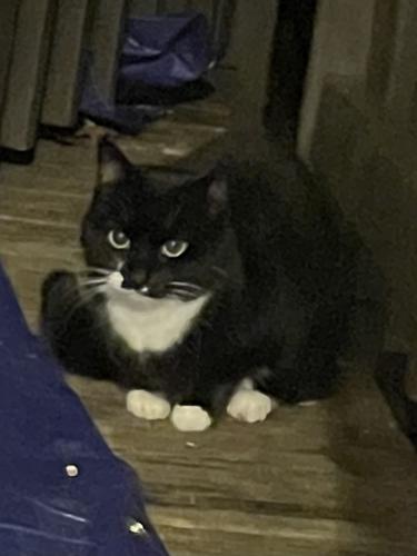 Found/Stray Unknown Cat last seen Lake Fairfax, Reston, VA 20190