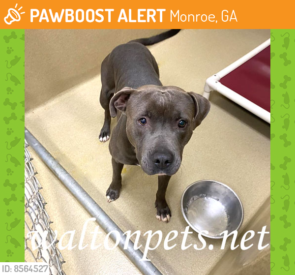 Rehomed Male Dog last seen VINE ST, Monroe, GA 30655