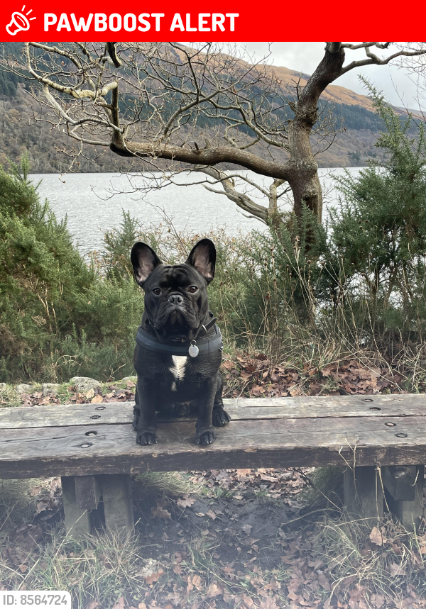 Lost Male Dog last seen Tarbet Hotel , Tarbet, Scotland G83 7DL