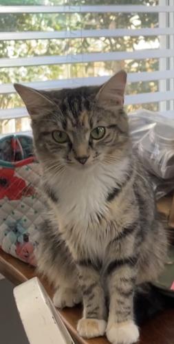 Lost Female Cat last seen McKinley road and 14th street , Arlington, VA 22205