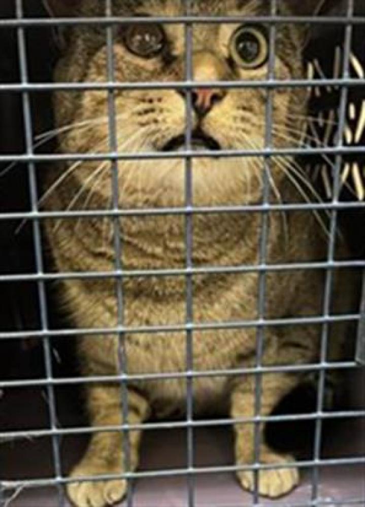 Shelter Stray Male Cat last seen Near BLOCK VALLEY VIEW, West Valley City, UT 84120