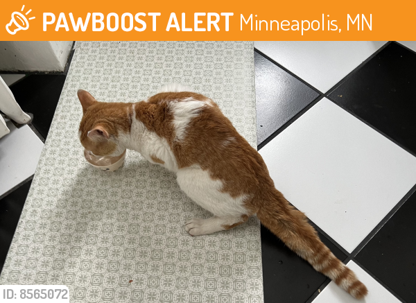 Found/Stray Unknown Cat last seen Near Keewaydin Place, Minneapolis MN 55417, Minneapolis, MN 55417