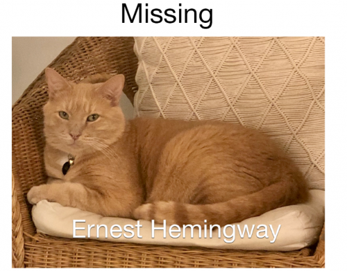 Lost Male Cat last seen Palm Aire Neighborhood, Pompano Beach, FL 33069