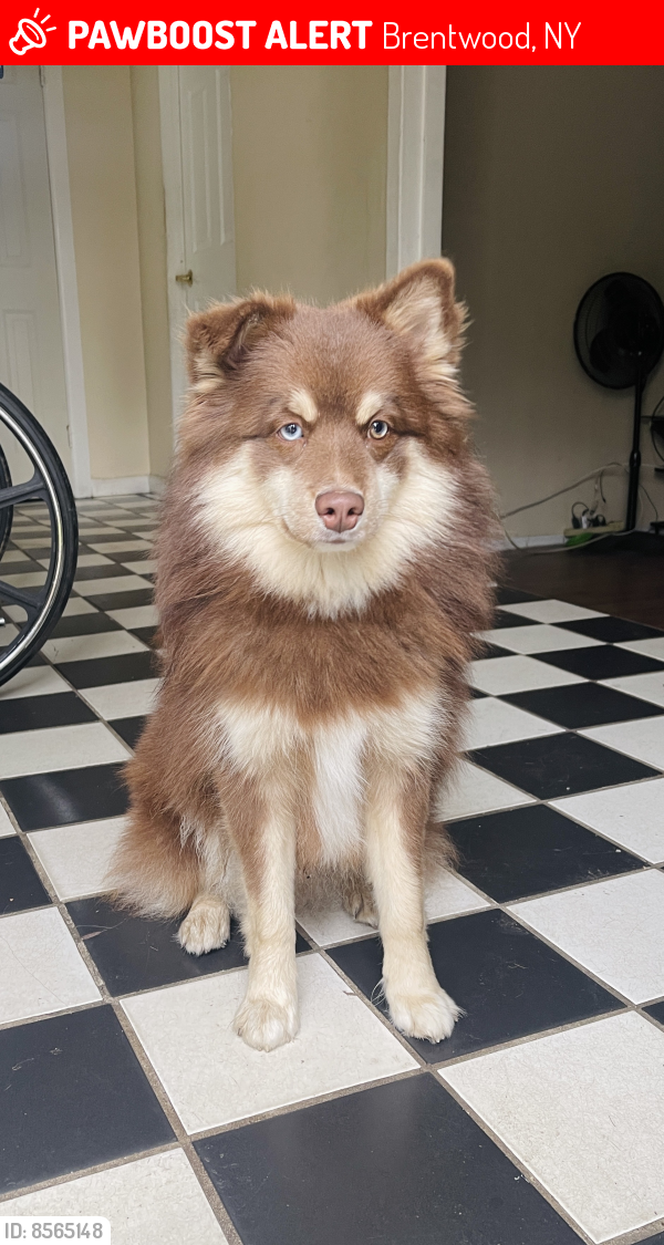 Lost Male Dog last seen Brentwood Pkwy, Brentwood, NY 11717