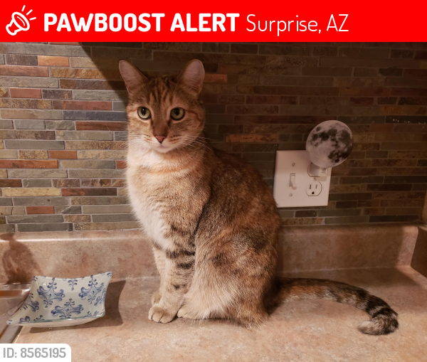 Lost Female Cat last seen Sweetwater & Cotton, Surprise, AZ 85388