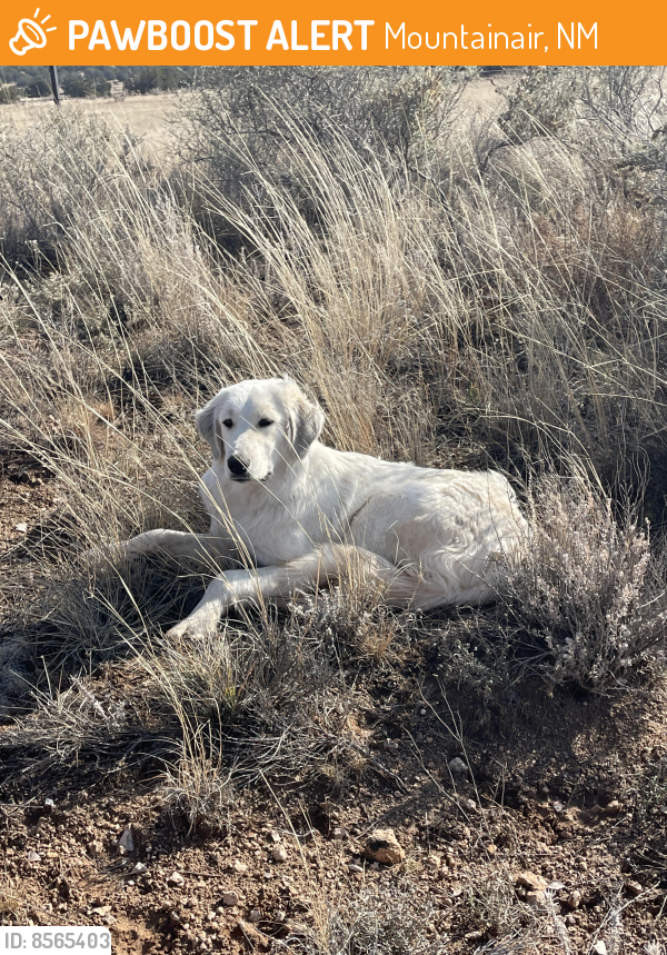 Surrendered Female Dog last seen C028, Mountainair, NM 87036