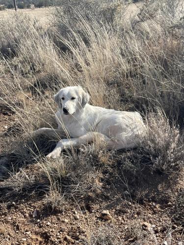 Found/Stray Female Dog last seen C028, Mountainair, NM 87036