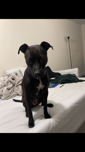 Found/Stray Female Dog last seen Taylor and Oakley by Bacci Pizzeria , Chicago, IL 60612