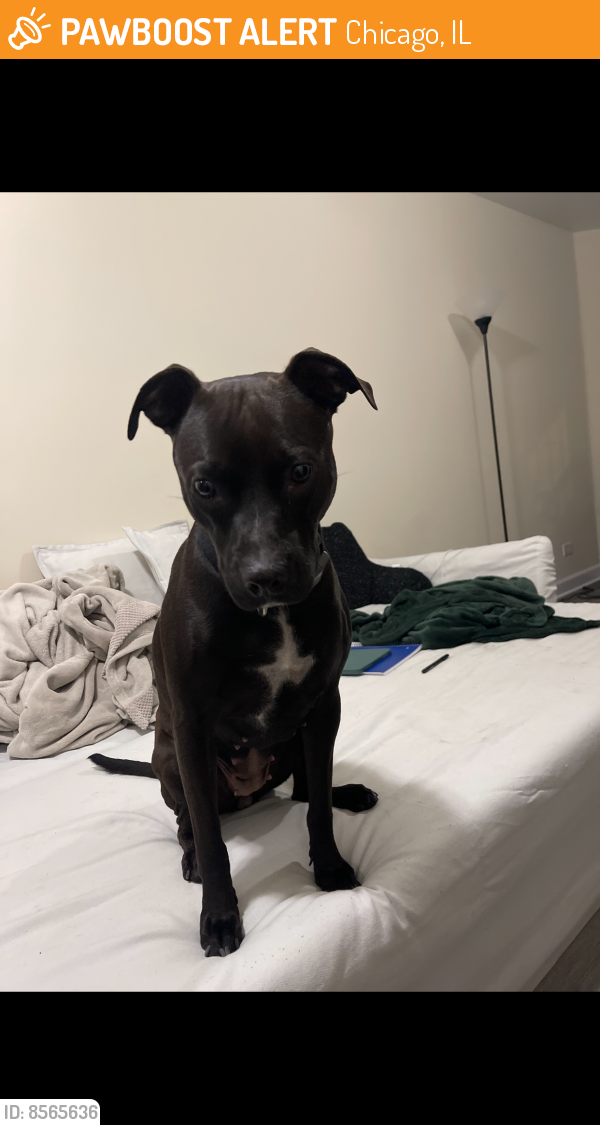 Found/Stray Female Dog last seen Taylor and Oakley by Bacci Pizzeria , Chicago, IL 60612