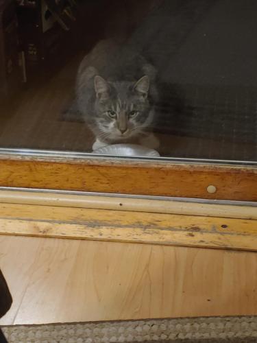 Found/Stray Unknown Cat last seen Across from Lincoln Park, Kenosha, WI 53144
