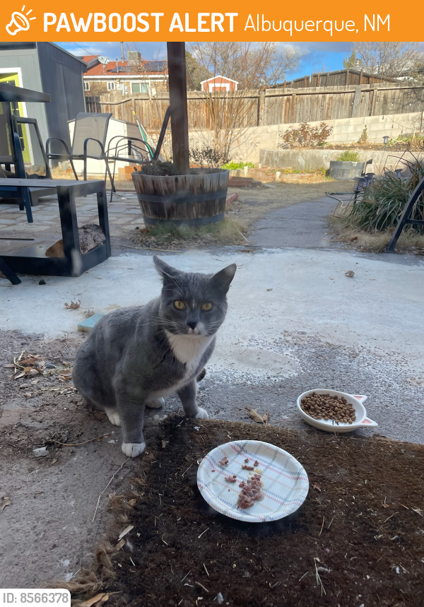 Found/Stray Male Cat last seen Buena Vista and Avenida La Barranca NW, Albuquerque, NM 87114
