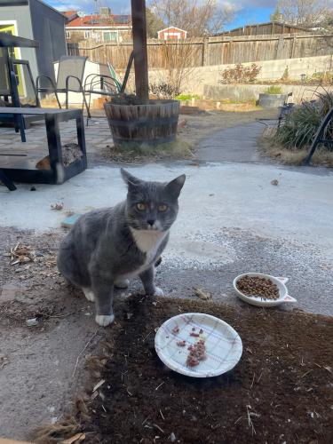 Found/Stray Male Cat last seen Buena Vista and Avenida La Barranca NW, Albuquerque, NM 87114
