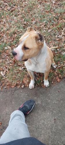 Found/Stray Female Dog last seen 111th and Normal Ave 60628 Roseland, Chicago, IL 60628