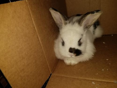 Found/Stray Unknown Rabbit last seen Lomas and San Pedro, Albuquerque, NM 87108