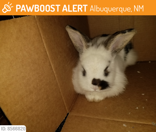 Rehomed Unknown Rabbit last seen Lomas and San Pedro, Albuquerque, NM 87108
