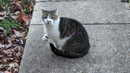 Found/Stray Unknown Cat last seen Frederick drive, Sterling VA, Sterling, VA 20164