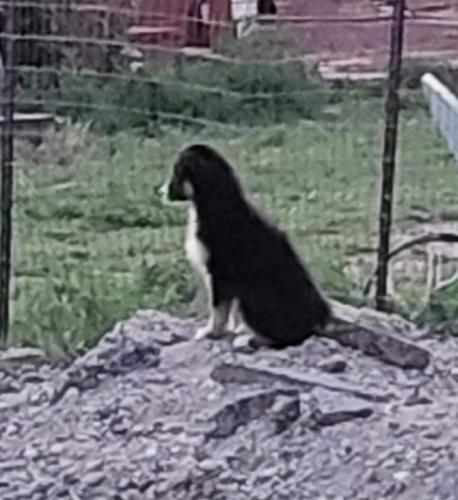 Lost Female Dog last seen Jarales , Jarales, NM 87023