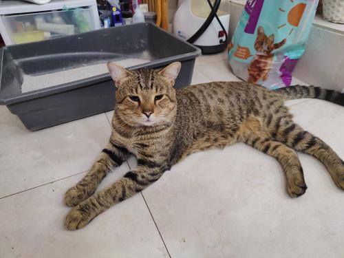 Found/Stray Male Cat last seen Palm Avenue and Stirling in Cooper City, Cooper City, FL 33328