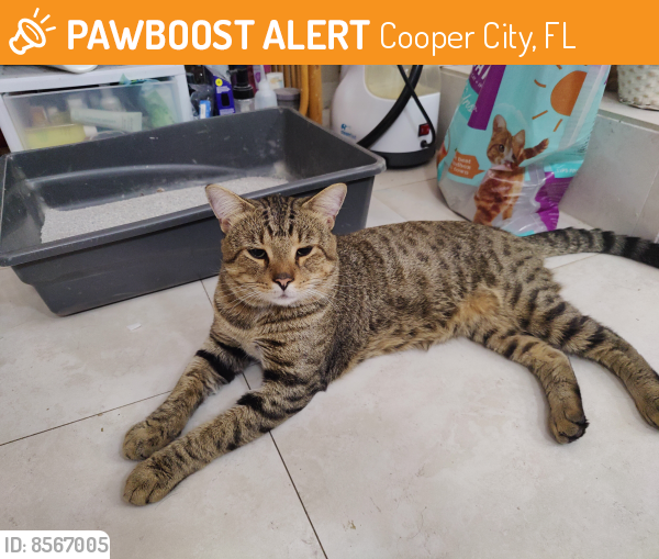 Found/Stray Male Cat last seen Palm Avenue and Stirling in Cooper City, Cooper City, FL 33328