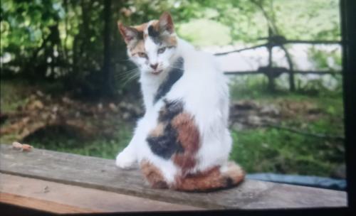 Lost Female Cat last seen Menlo school , Chattooga County, GA 30731