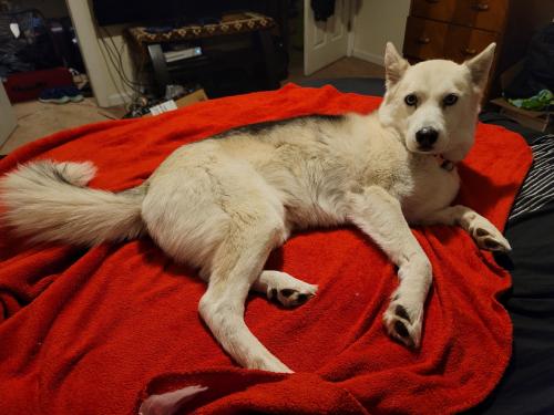 Lost Female Dog last seen Westside and golf course, 21st Ave SE 3002, Rio Rancho, NM 87124