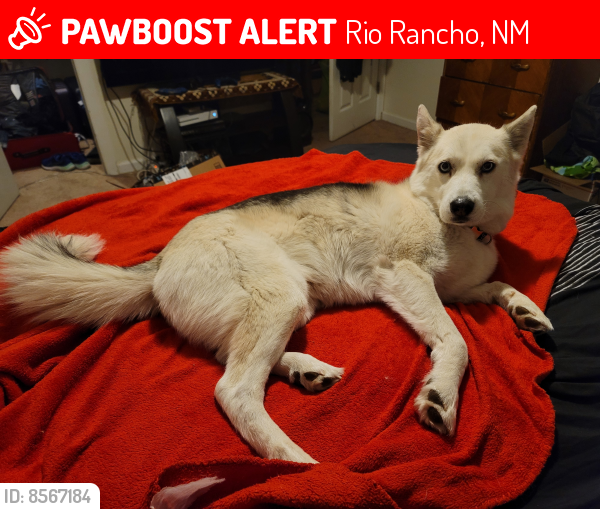 Lost Female Dog last seen Westside/ golf course , Rio Rancho, NM 87124