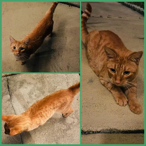 Found/Stray Male Cat last seen Off Golden Gate BLVD, Rural Estates, FL 34120