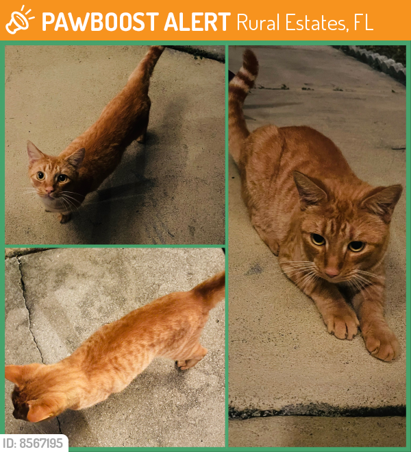 Found/Stray Male Cat last seen Off Golden Gate BLVD, Rural Estates, FL 34120