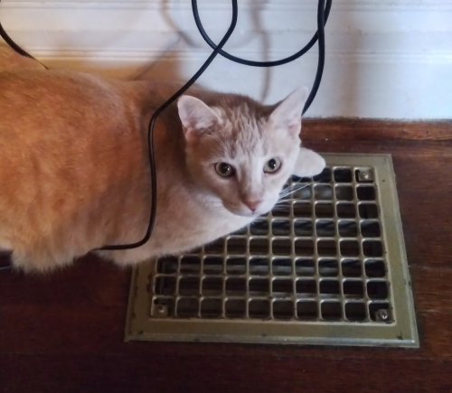 Lost Male Cat last seen Lincoln Ave, Pittsburgh, PA 15202