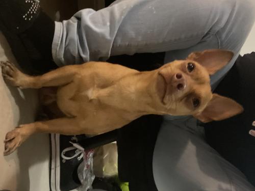 Found/Stray Male Dog last seen Supermarket, West Little River, FL 33147