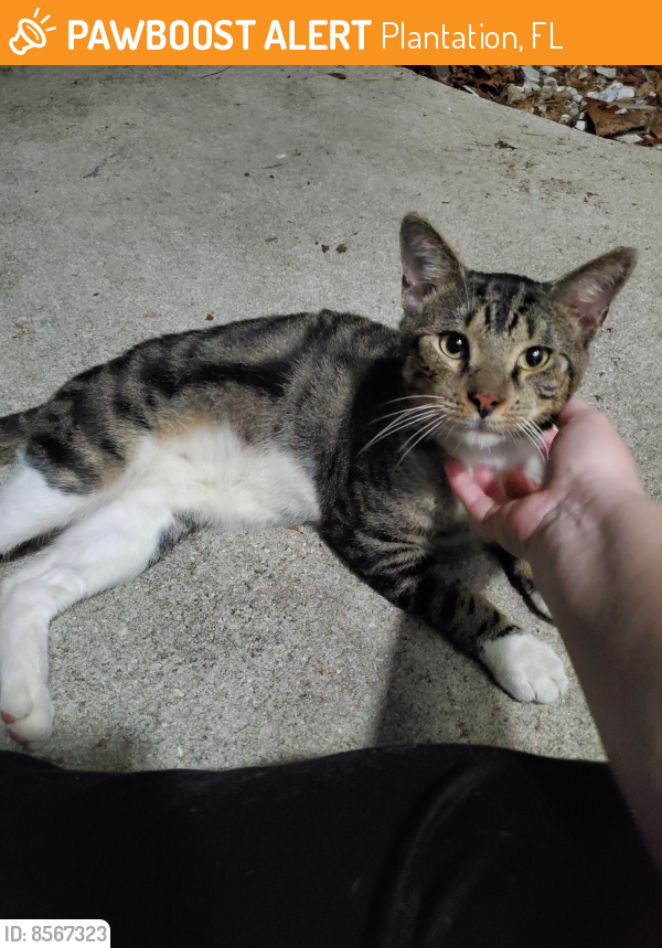 Found/Stray Male Cat last seen Mar Lago apmts, Plantation, FL 33325