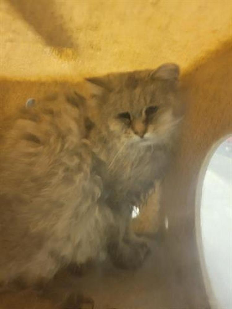 Shelter Stray Unknown Cat last seen Near BLOCK S 3325 W, WEST VALLEY CITY UT 84119, West Valley City, UT 84120