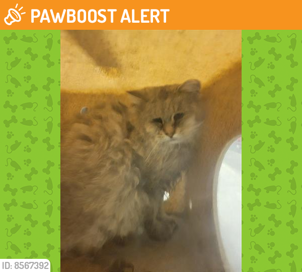 Shelter Stray Unknown Cat last seen Near BLOCK S 3325 W, WEST VALLEY CITY UT 84119, West Valley City, UT 84120