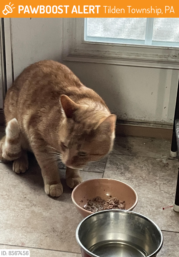 Found/Stray Male Cat last seen Bachmoll rd and possum rd , Tilden Township, PA 19526