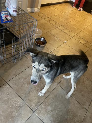 Found/Stray Female Dog last seen 51st Ave and Indian school, Phoenix, AZ 85031