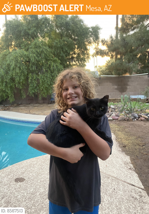 Found/Stray Male Cat last seen Guadalupe and 101, Mesa, AZ 85202