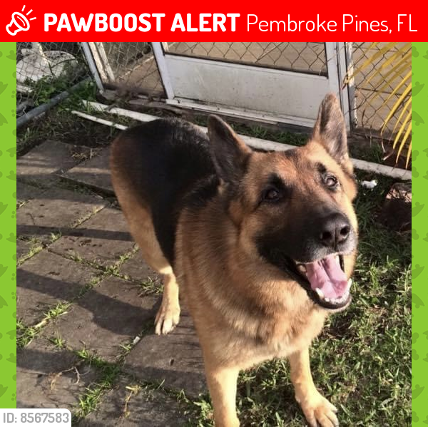 Lost Male Dog last seen Lost German shepherd in West Pembroke Pines area, his name is Chico. He is old and somewhat blind. He went missing Saturday night. He is also a bit aggressive but not with family. Please let me know if you have seen him, thank you., Pembroke Pines, FL 33027