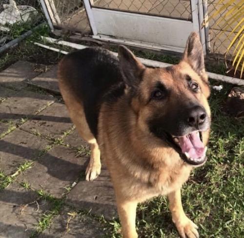 Lost Male Dog last seen Lost German shepherd in West Pembroke Pines area, his name is Chico. He is old and somewhat blind. He went missing Saturday night. He is also a bit aggressive but not with family. Please let me know if you have seen him, thank you., Pembroke Pines, FL 33027