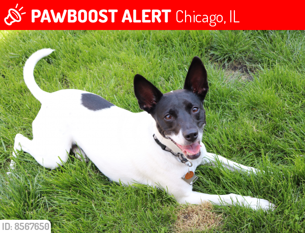 Lost Female Dog last seen Lawrence and Austin , Chicago, IL 60630