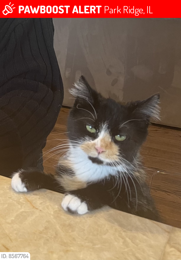 Lost Female Cat last seen Clifton Ave and Gilick , Park Ridge, IL 60068