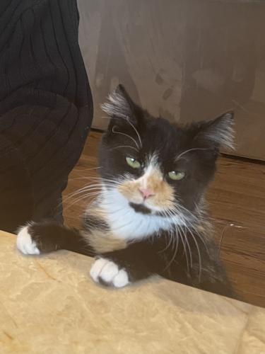 Lost Female Cat last seen Clifton Ave and Gilick , Park Ridge, IL 60068