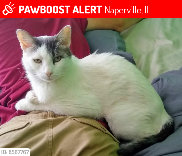 Lost Male Cat last seen Naper Blvd and Gartner Rd, Naperville, IL 60540