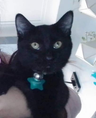 Lost Male Cat last seen 56th and keeler ave chicago il 60629, Chicago, IL 60629