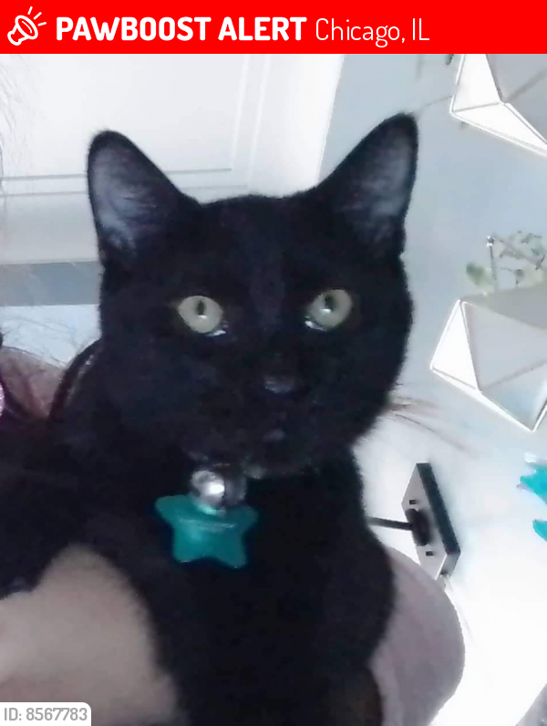 Lost Male Cat last seen 56th and keeler ave chicago il 60629, Chicago, IL 60629