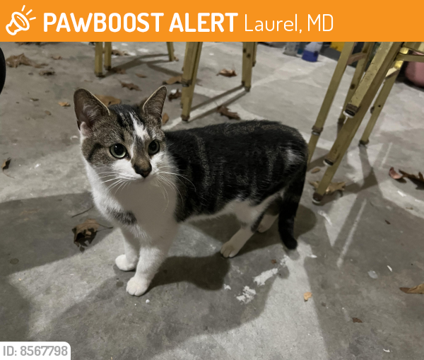 Found/Stray Female Cat last seen Downdale drive and Cypress , Laurel, MD 20707