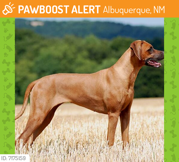 Found/Stray Unknown Dog last seen Starbucks on 12 street, Albuquerque, NM 87108
