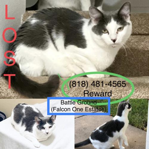Lost Male Cat last seen Falcon One ests (off east Main St, BG), Battle Ground, WA 98604